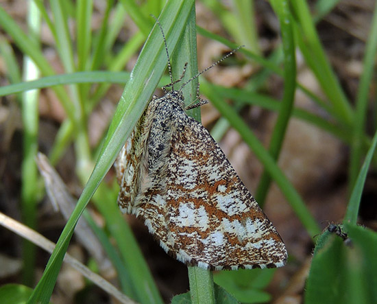 Ematurga atomaria Geometridae